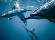 九游手机版：指尖上的游戏新纪元